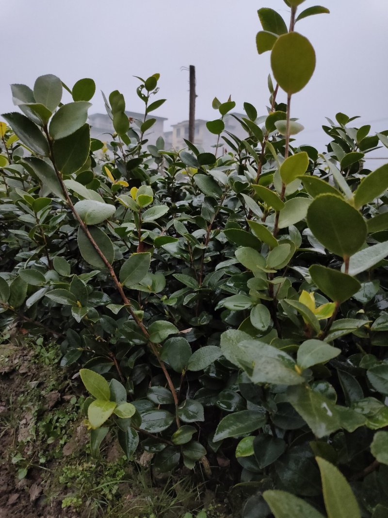 裸根苗，长林系，湘林系，嫁接良种高产！根系发达，