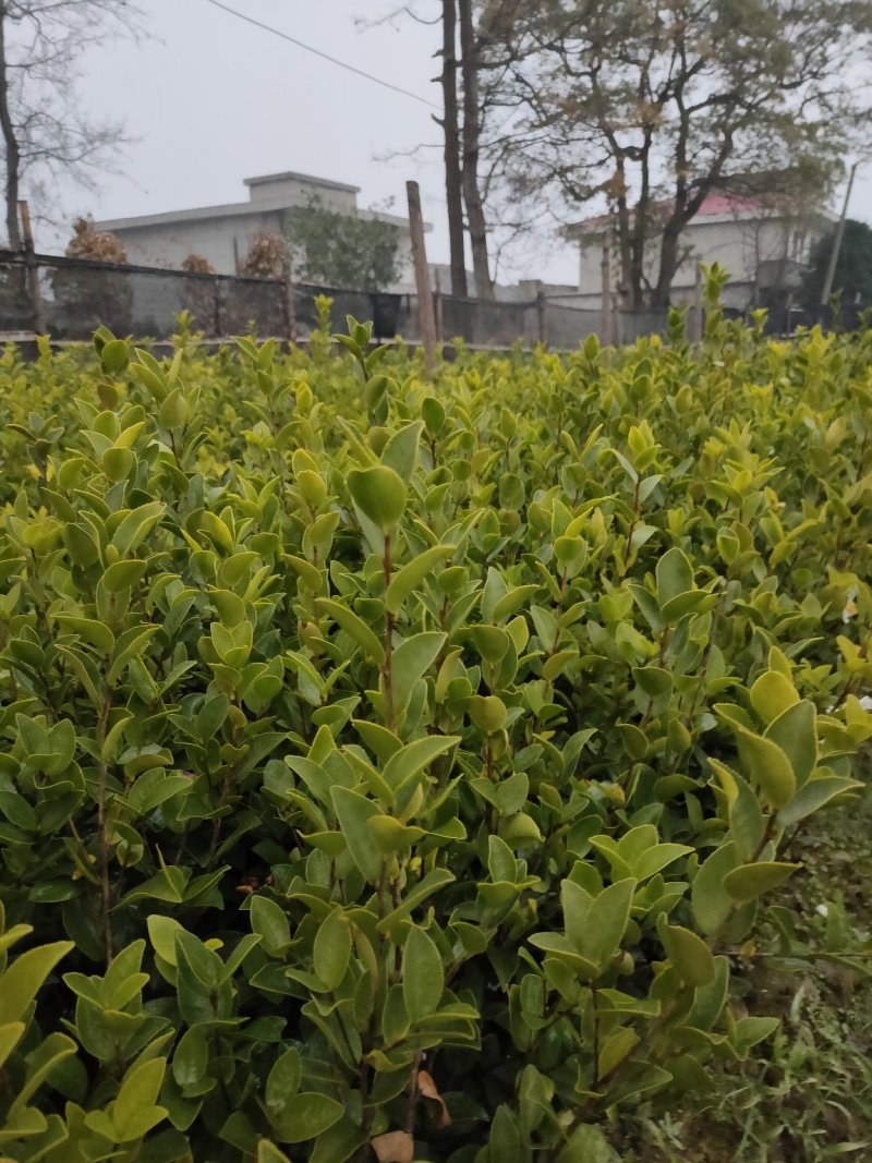 裸根苗，长林系，湘林系，嫁接良种高产！根系发达，