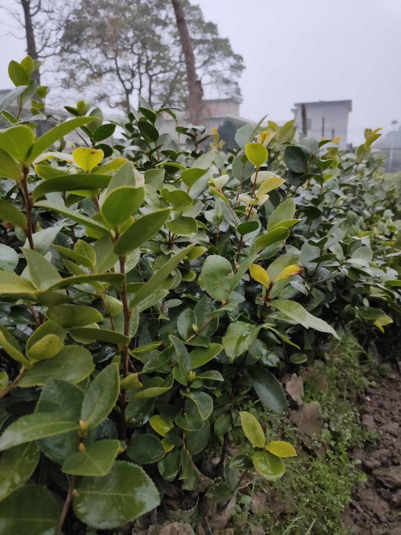 裸根苗，长林系，湘林系，嫁接良种高产！根系发达，