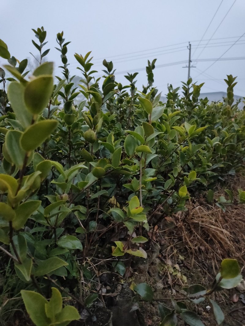 裸根苗，长林系，湘林系，嫁接良种高产！根系发达，