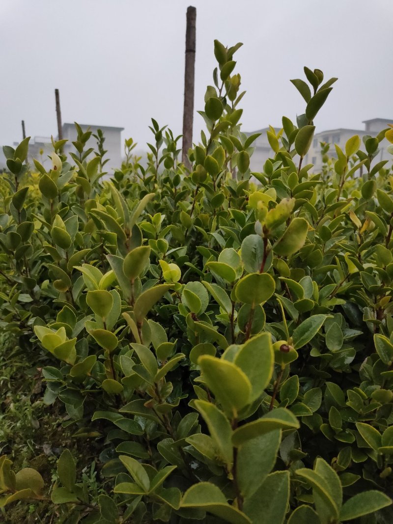 裸根苗，长林系，湘林系，嫁接良种高产！根系发达，