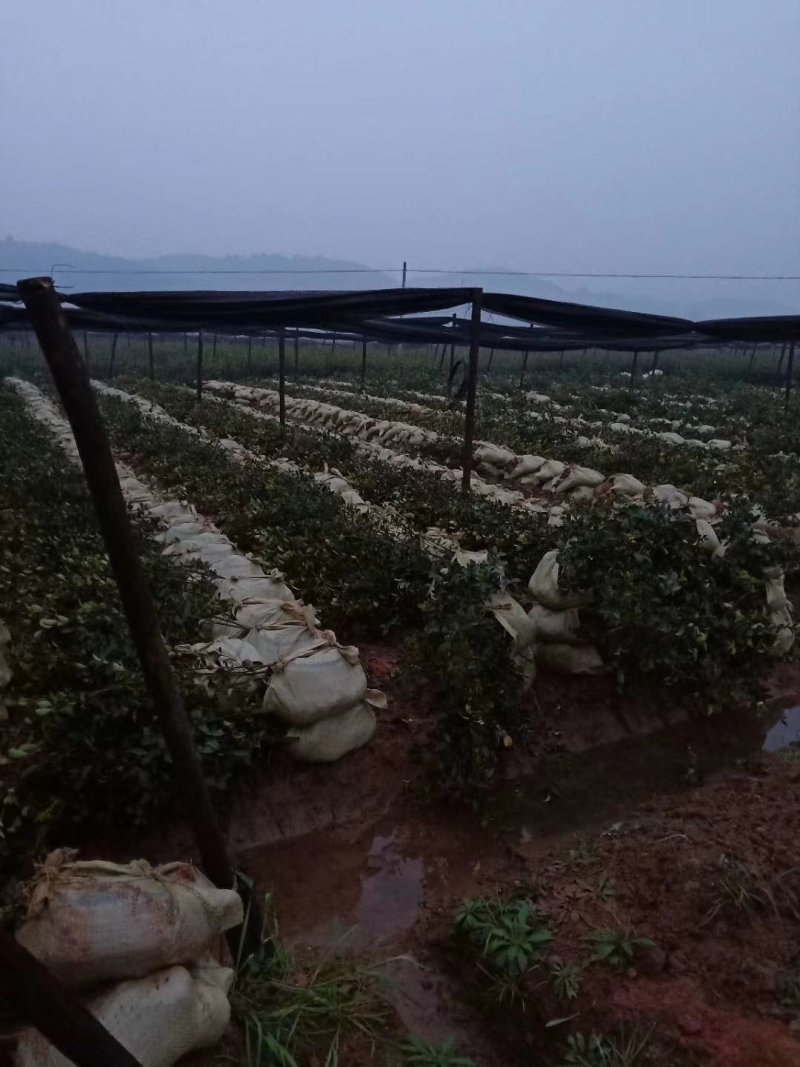 轻基容器大杯苗12X16实装杯，二年，三年，四年，油茶苗