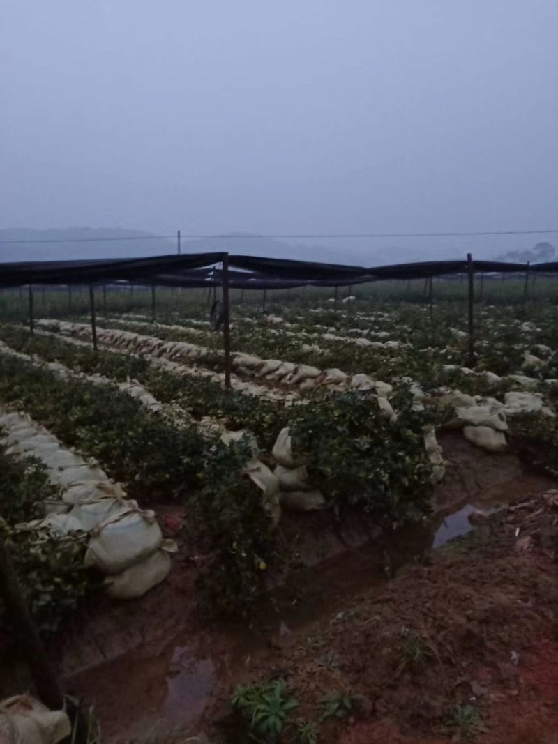 轻基容器大杯苗12X16实装杯，二年，三年，四年，油茶苗