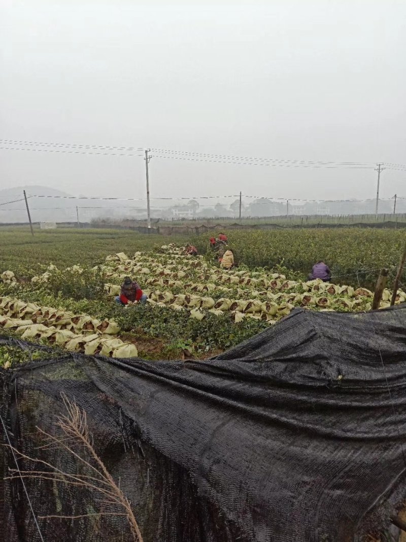 轻基容器大杯苗12X16实装杯，二年，三年，四年，油茶苗