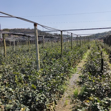 轻基容器大杯苗12X16实装杯，二年，三年，四年，油茶苗