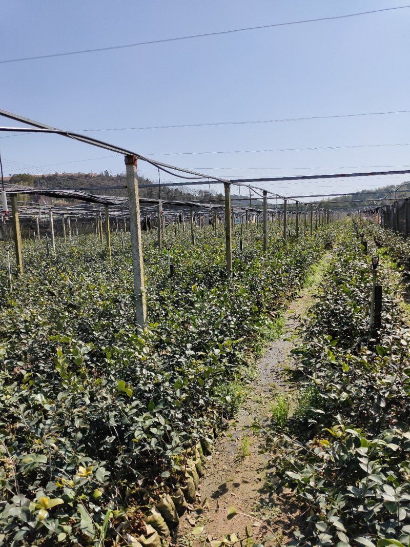 轻基容器大杯苗12X16实装杯，二年，三年，四年，油茶苗