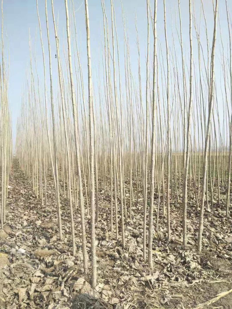 新一代107杨树苗，树干挺拔，树根茂密，好管理。