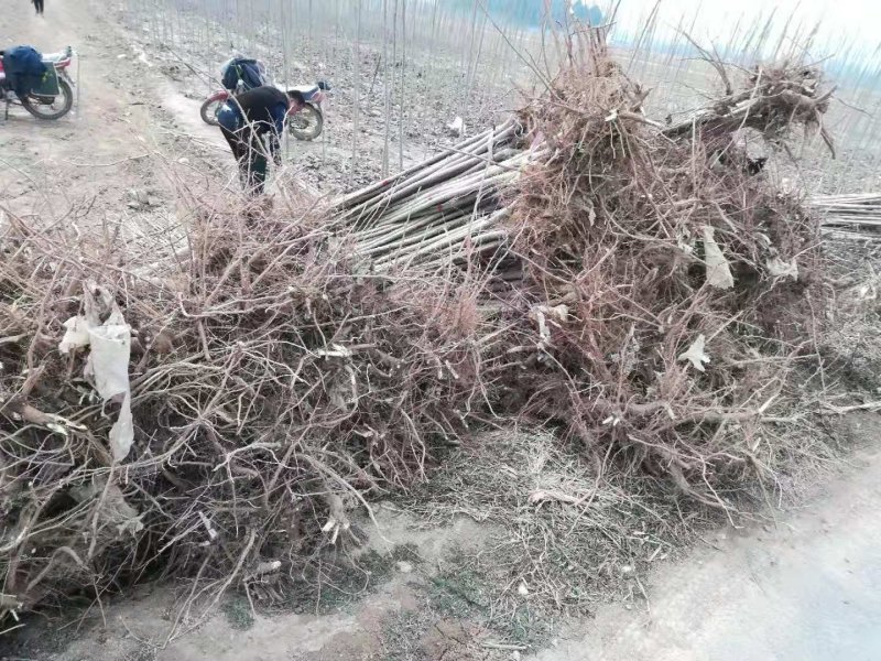 新一代107杨树苗，树干挺拔，树根茂密，好管理。