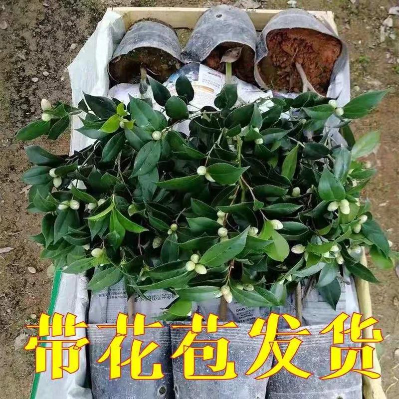 茶花盆栽五色赤丹一树多色四季茶香妃茶花浓香带花苞发货包邮
