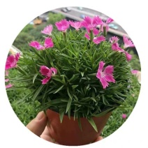 欧石竹开花草坪基地直销量大优惠