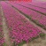 欧石竹开花草坪基地直销量大优惠