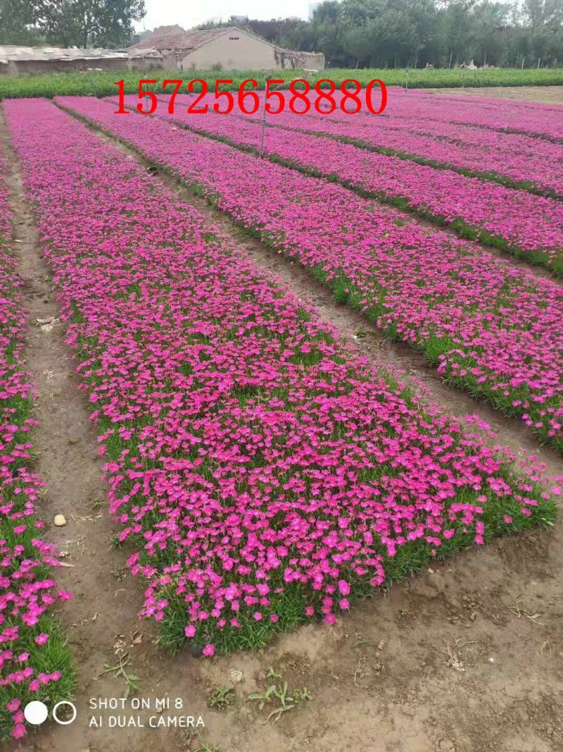欧石竹开花草坪基地直销量大优惠