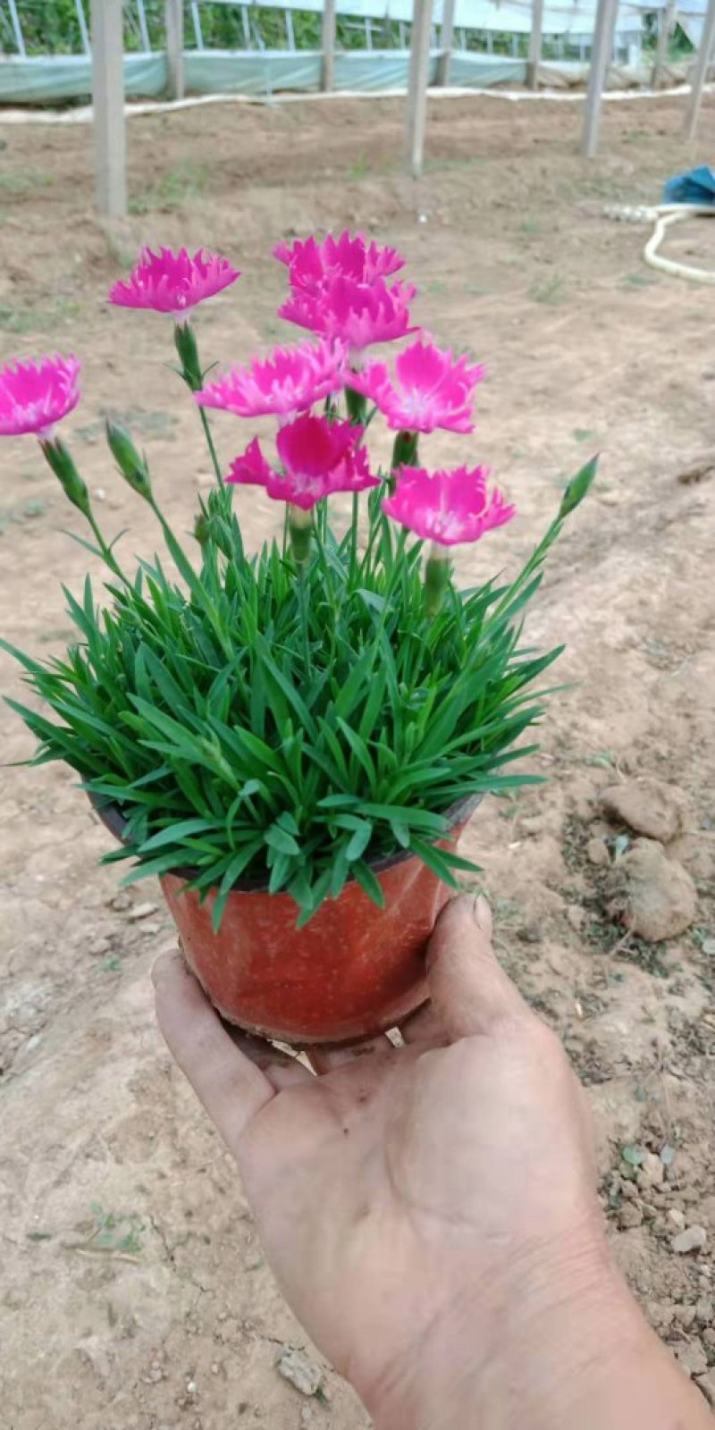 欧石竹开花草坪基地直销量大优惠