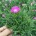 欧石竹开花草坪基地直销量大优惠