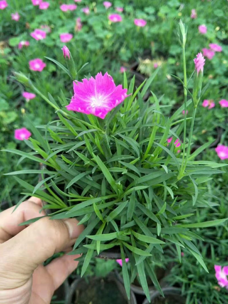 欧石竹开花草坪基地直销量大优惠