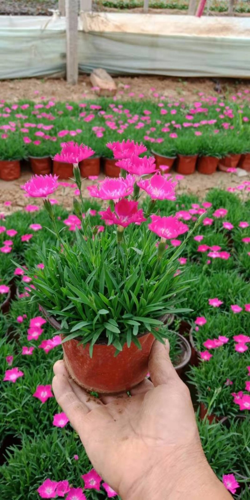 欧石竹开花草坪基地直销量大优惠