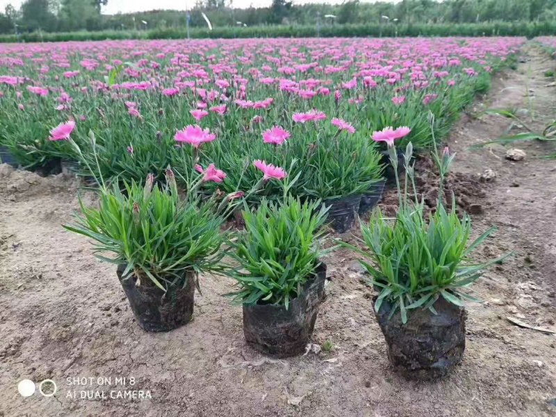 欧石竹开花草坪基地直销量大优惠