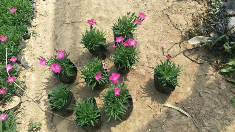 欧石竹开花草坪基地直销量大优惠