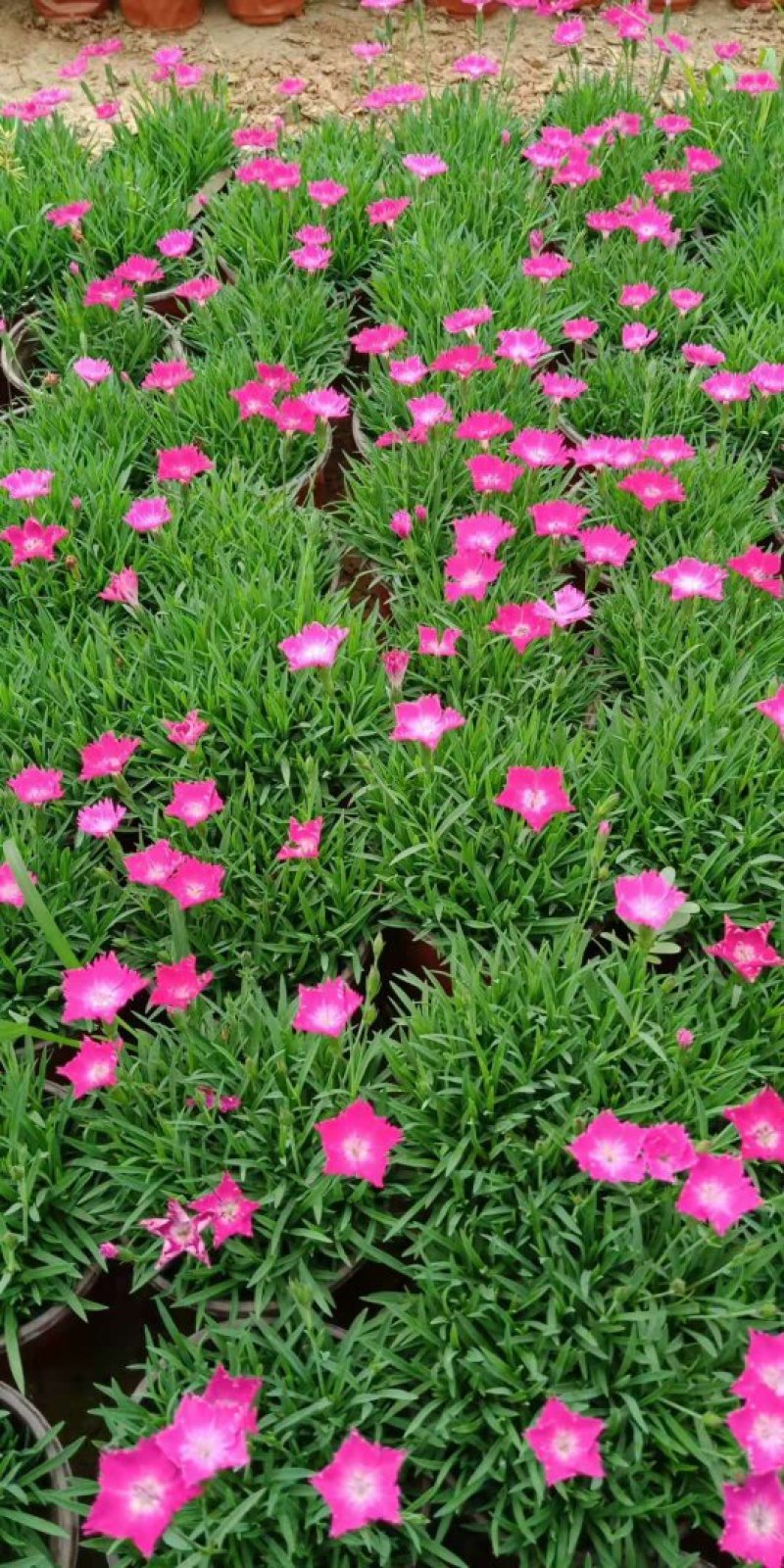 欧石竹开花草坪基地直销量大优惠