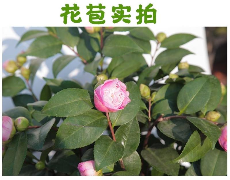 茶花盆栽五色赤丹一树多色四季茶香妃茶花浓香带花苞发货包邮