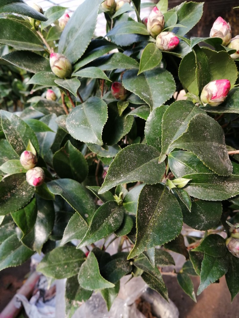 茶花盆栽五色赤丹一树多色四季茶香妃茶花浓香带花苞发货包邮