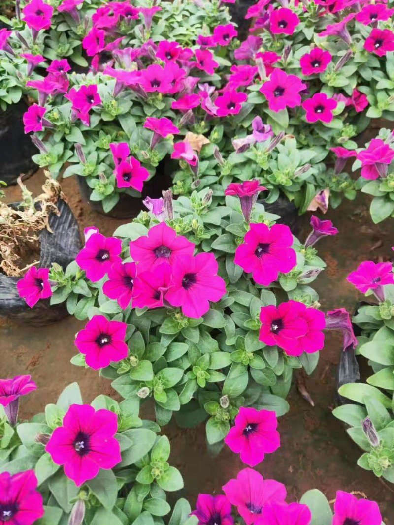 垂钓牵牛时令草花矮牵牛基地直销合作共赢
