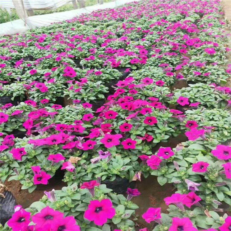 垂钓牵牛时令草花矮牵牛基地直销合作共赢