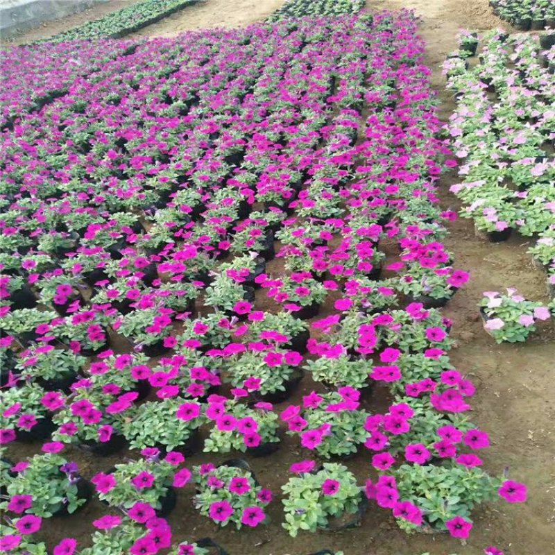 垂钓牵牛时令草花矮牵牛基地直销合作共赢