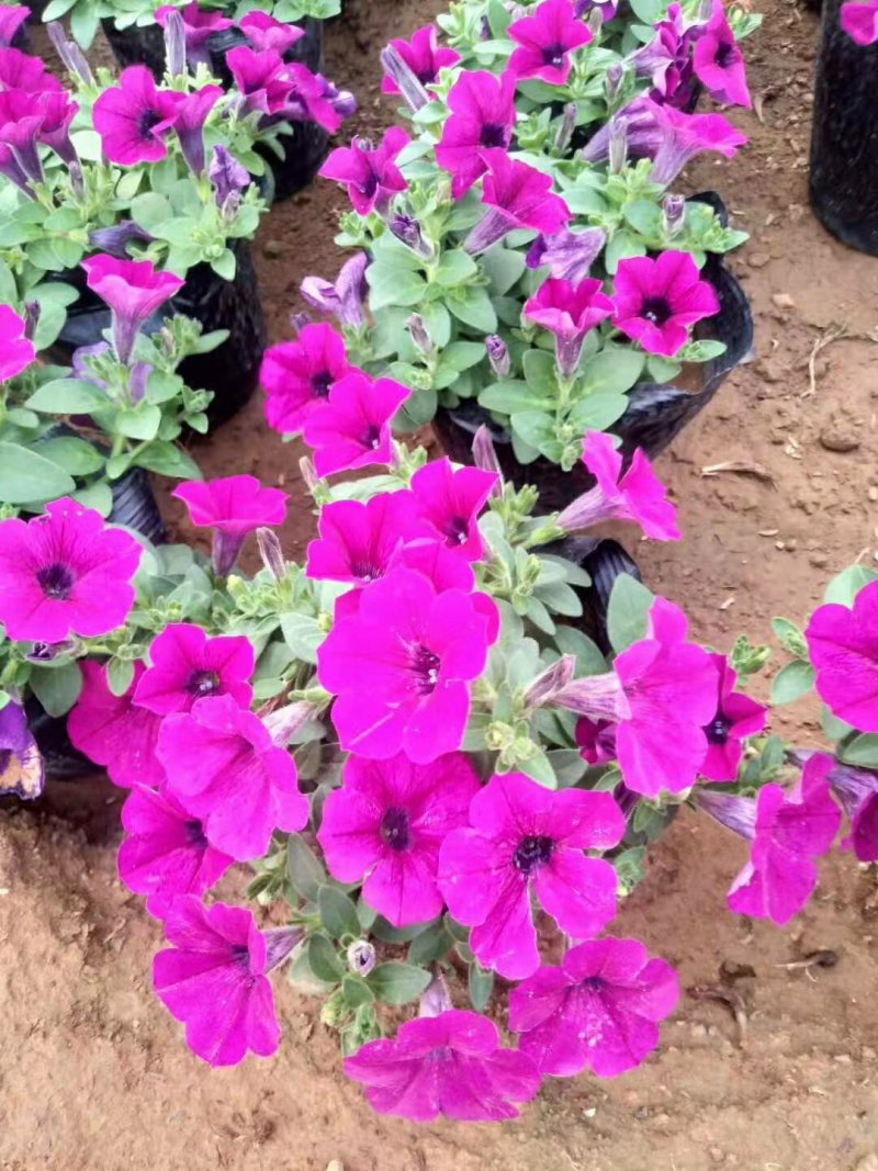 垂钓牵牛时令草花矮牵牛基地直销合作共赢