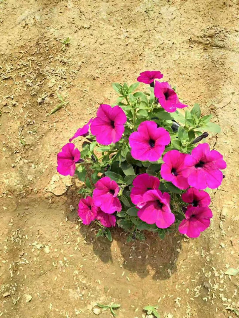 垂钓牵牛时令草花矮牵牛基地直销合作共赢
