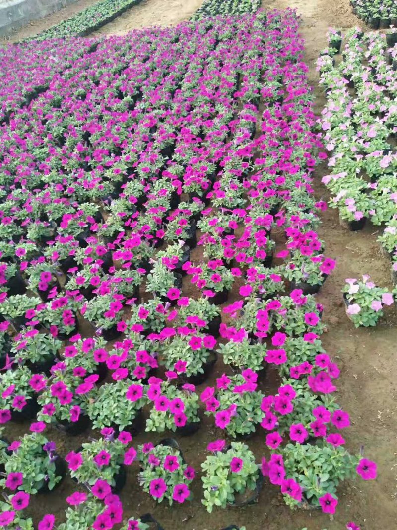 垂钓牵牛时令草花矮牵牛基地直销合作共赢