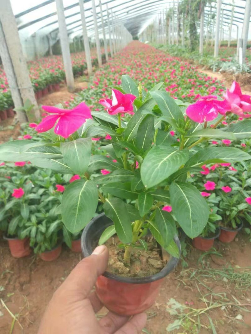 一串红时令草花基地直销量大优惠