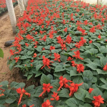 一串红时令草花基地直销量大优惠