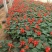 一串红时令草花基地直销量大优惠