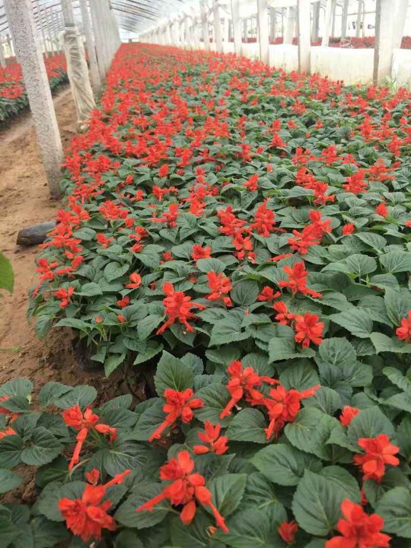 一串红时令草花基地直销量大优惠