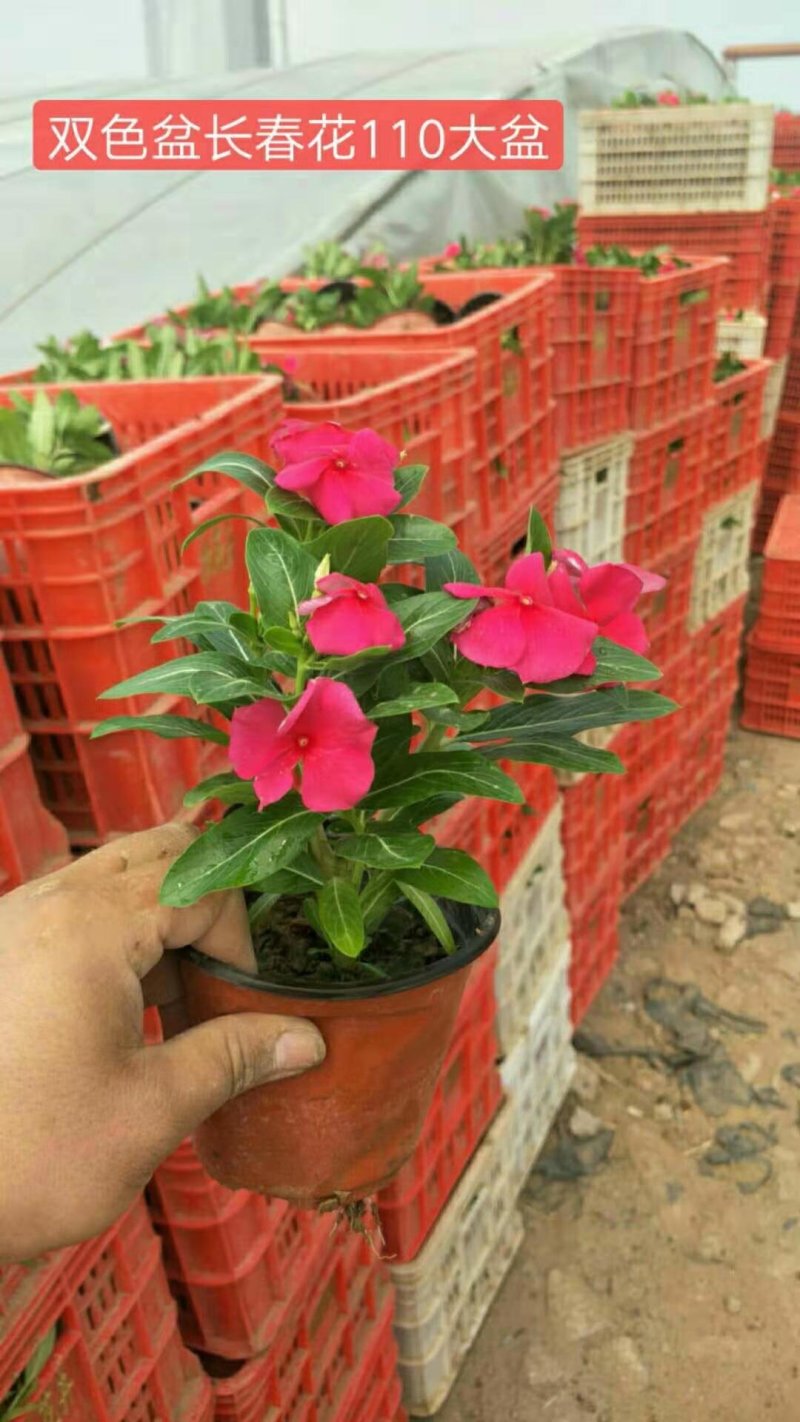 一串红时令草花基地直销量大优惠