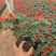 一串红时令草花基地直销量大优惠