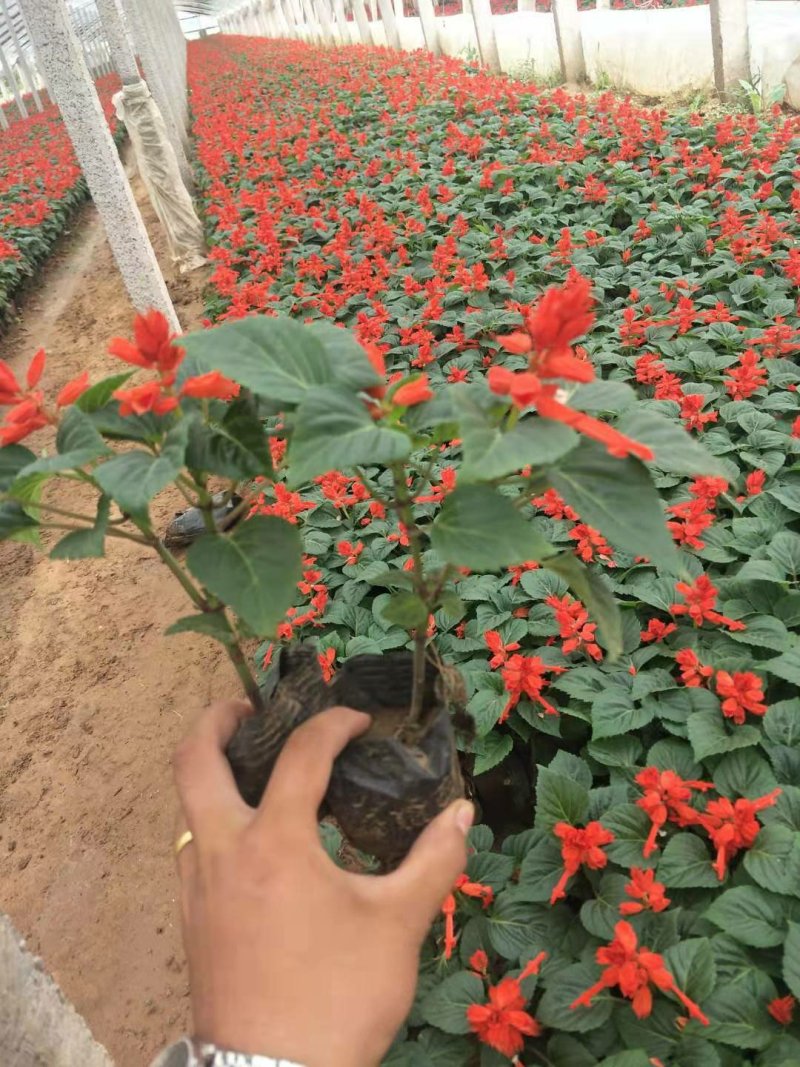 一串红时令草花基地直销量大优惠