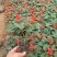 一串红时令草花基地直销量大优惠