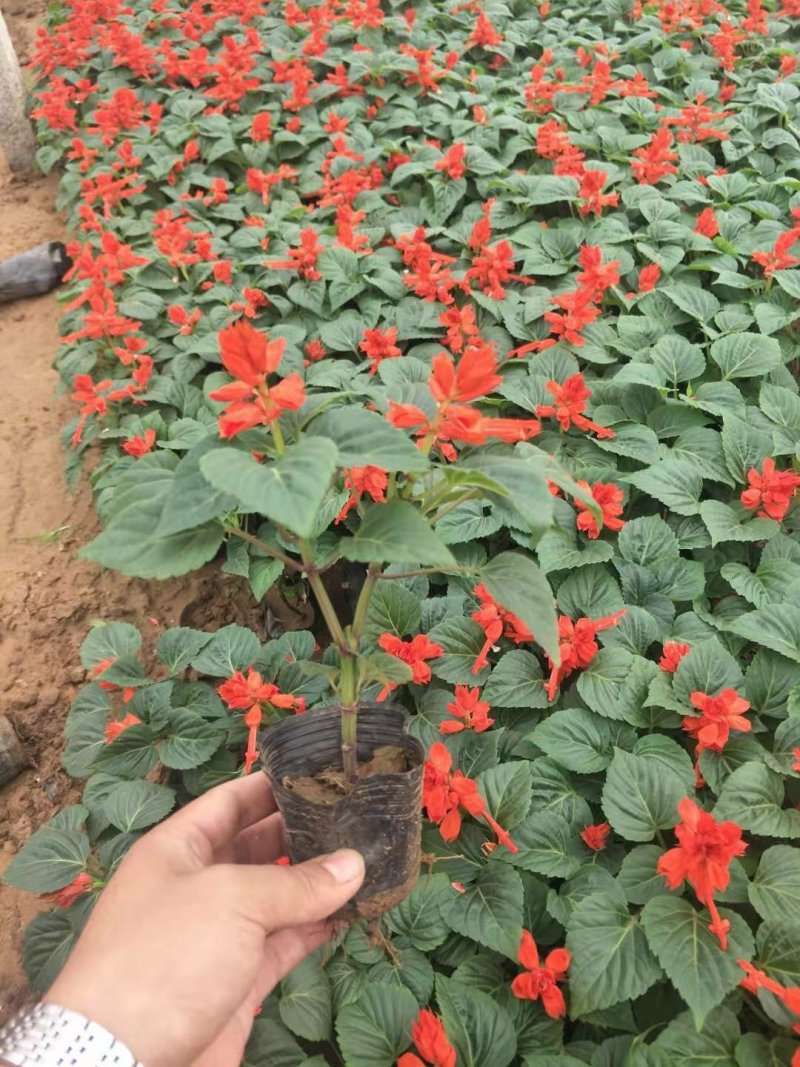一串红时令草花基地直销量大优惠