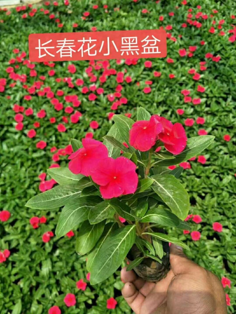 一串红时令草花基地直销量大优惠