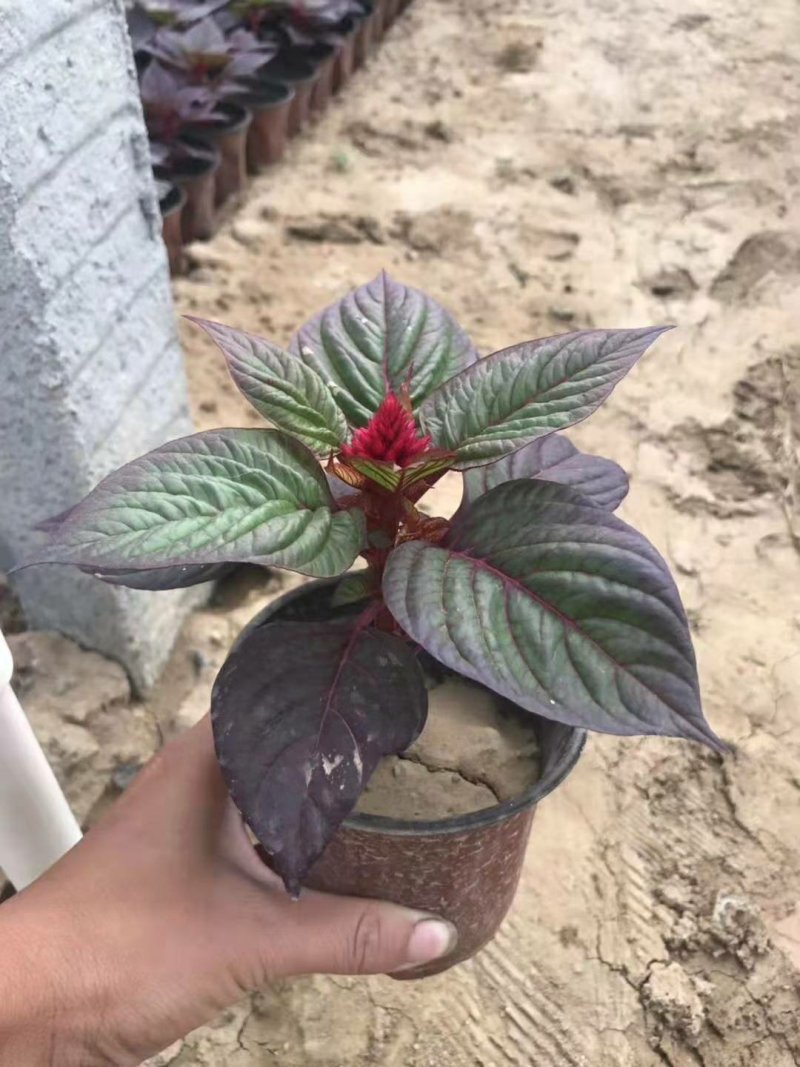 一串红时令草花基地直销量大优惠