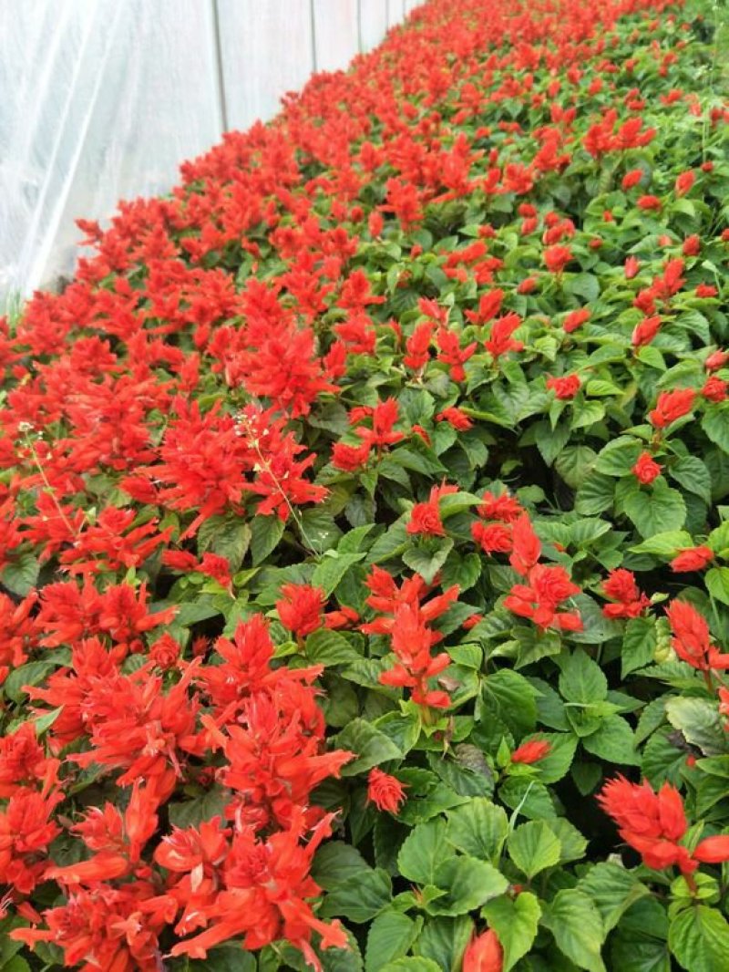 一串红时令草花基地直销量大优惠