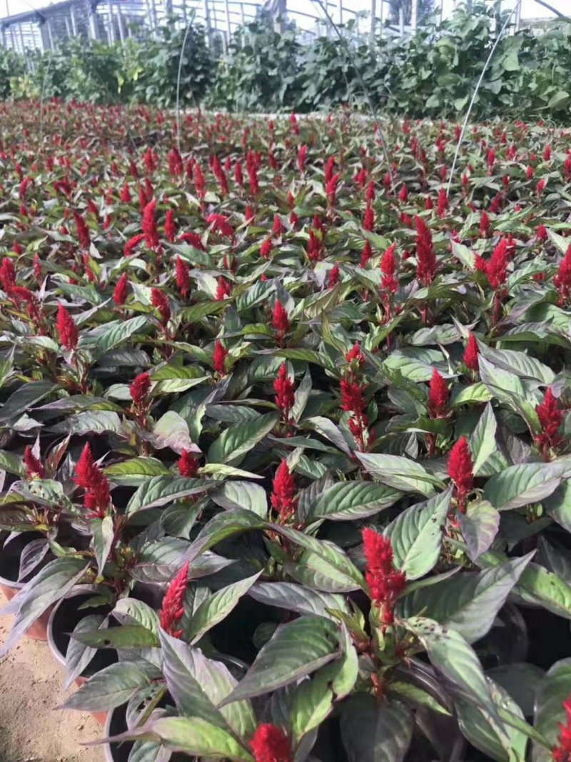 一串红时令草花基地直销量大优惠