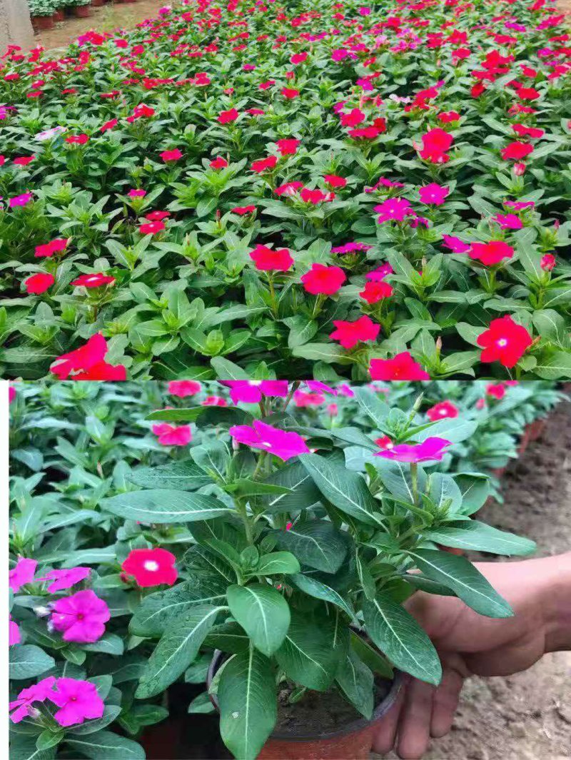 一串红时令草花基地直销量大优惠