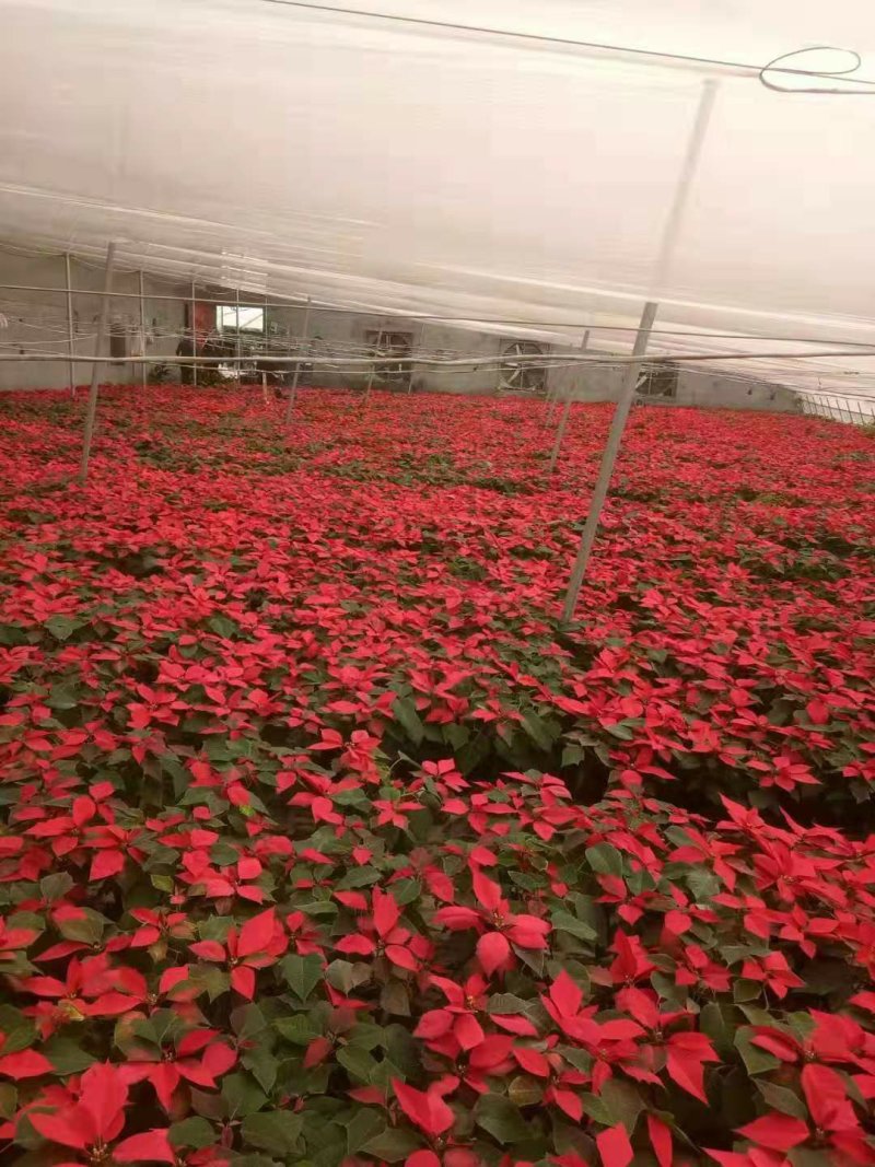 一品红绿化专用基地直销欢迎咨询各类苗木草花上车价