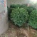丰花月季基地直销可视频看货支持线上保障交易