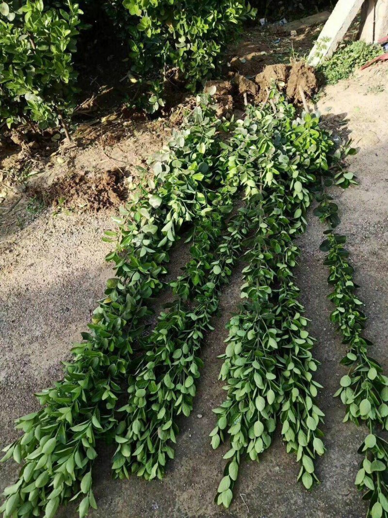 金森女贞金叶女贞大量批发红叶石楠北海道黄杨批发