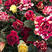 云南玫瑰花苗流星雨优质种苗保证质量品种