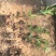 红叶石楠基地直销可视频看货支持线上保障交易